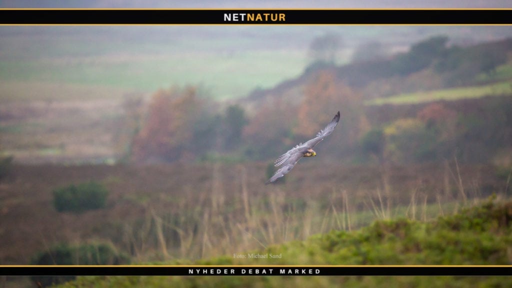 Falkejagt bekendtgørelse