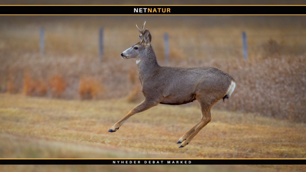 En sang om bukkefeber