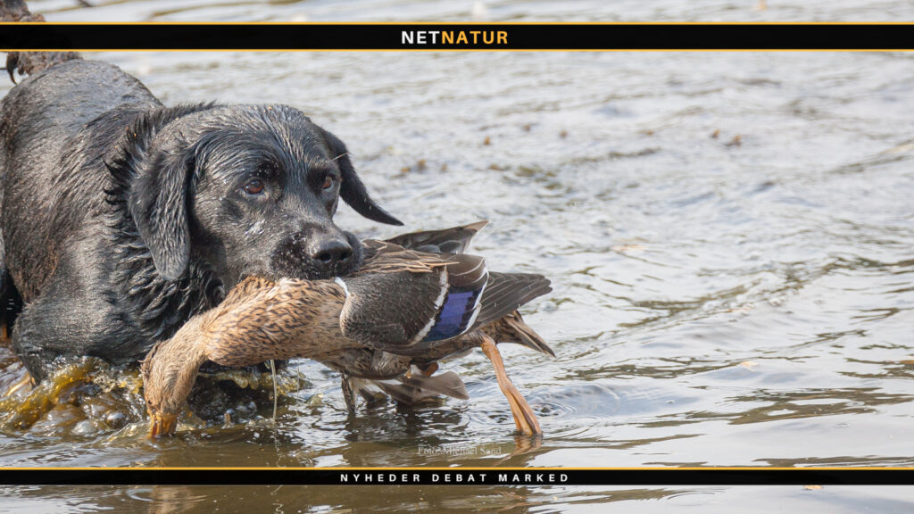 Pas på med fugleinfluenza under jagten