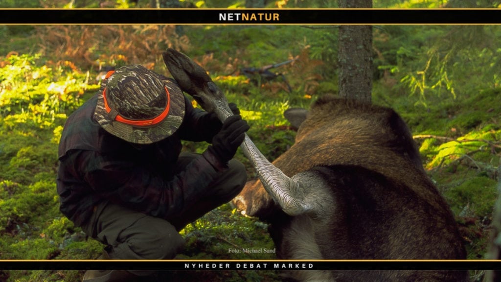 Koncentreret elgjagt på video