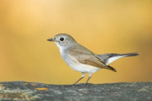 Lille fluesnapper – en meget sjælden ynglefugl i Danmark Lille fluesnapper - en meget sjælden ynglefugl i Danmark