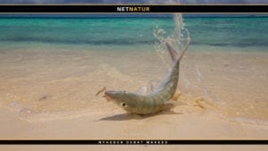 Smuk film om fluefiskeri efter GT’er og Bonefish