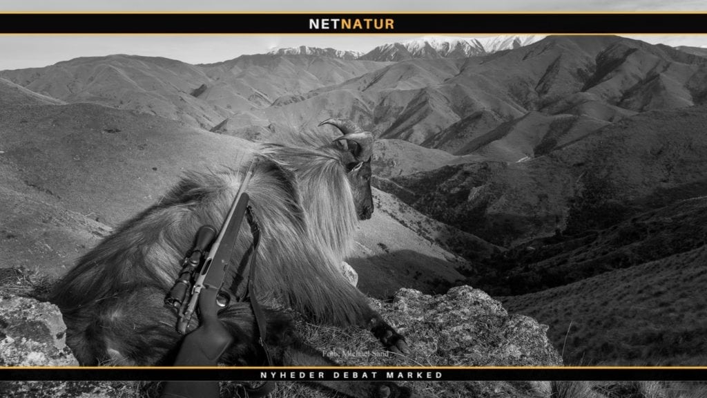 Producenter af ammunition blander sig i Tahr konflikt