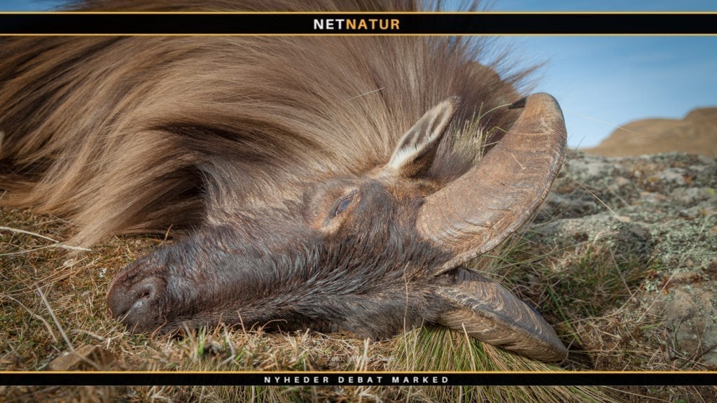 New Zealand: Tahr står over for massiv nedslagtning