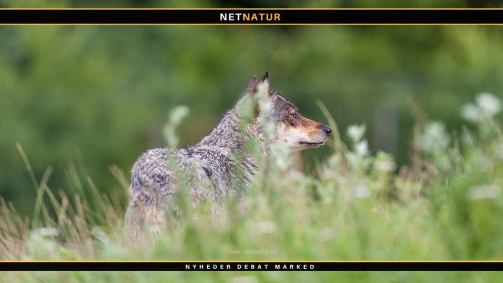 Flere ulve nedlægges ulovligt i Tyskland