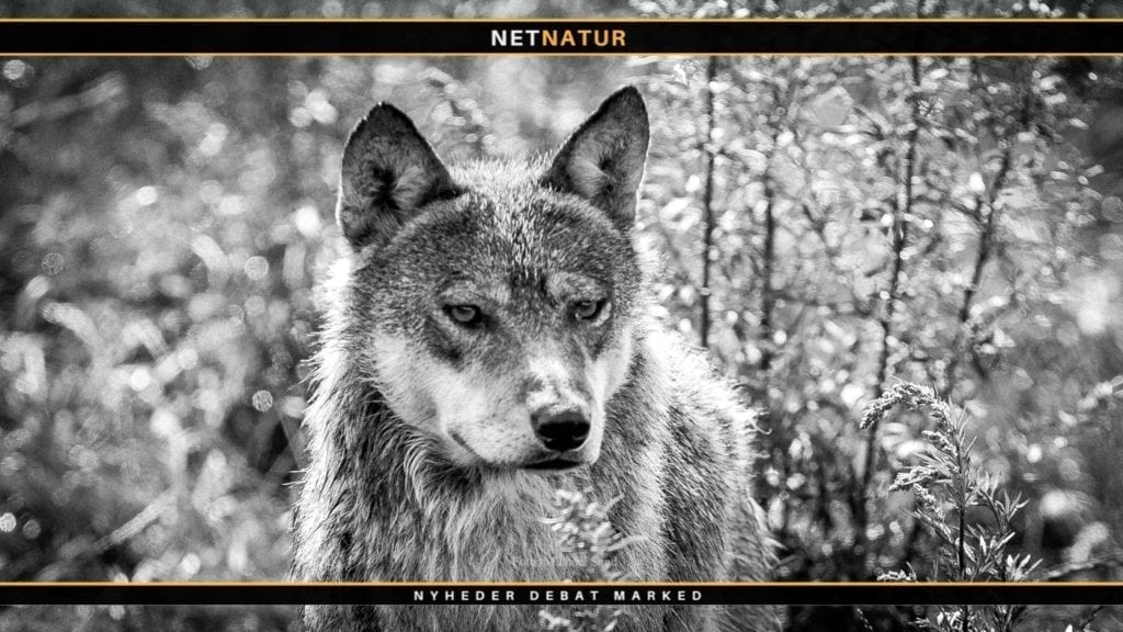 Hvor mange ulve er der i Danmark?