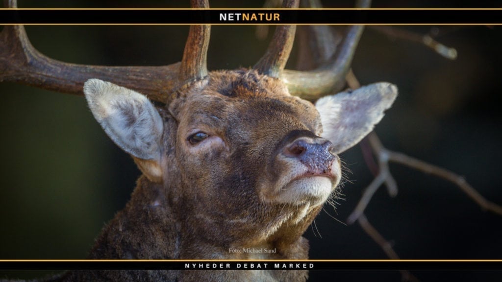 Vildtforvaltningsrådets debat om arealbegrænsning