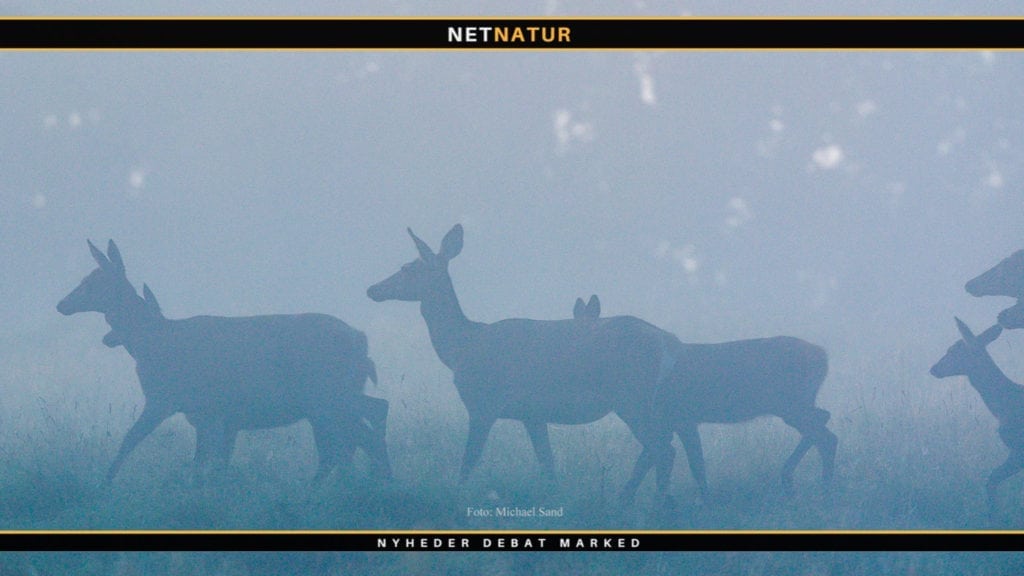 Indberetninger om påkørt hjortevildt stiger
