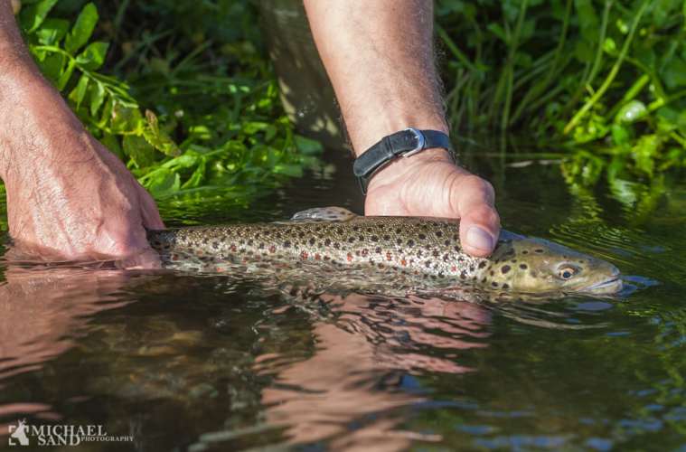 Stadigt mange ørreder i Gudenåen ved Voervadsbro og Vilholt