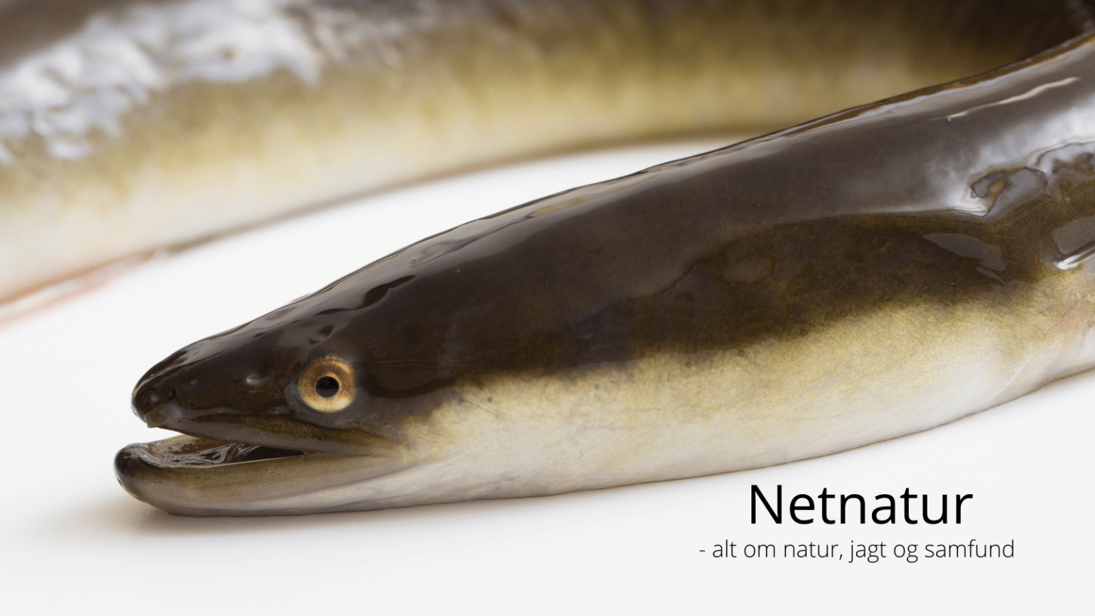 Fakta om ålens mystik Fakta om ålens mystik