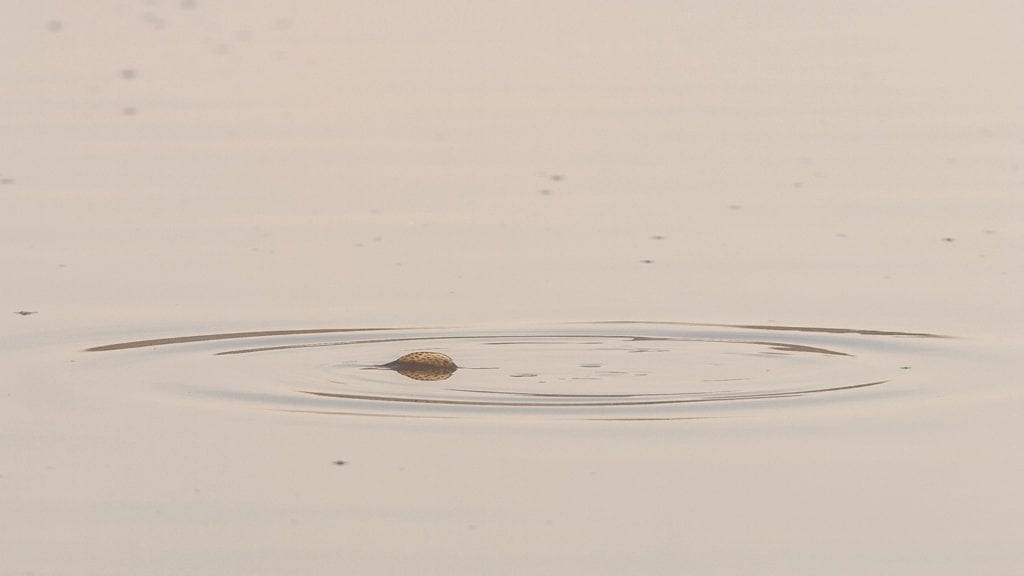 Derfor døde fiskene i Filsø Derfor døde fiskene i Filsø