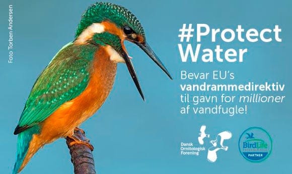 100 miljøorganisationer bag ny kampagne for vand