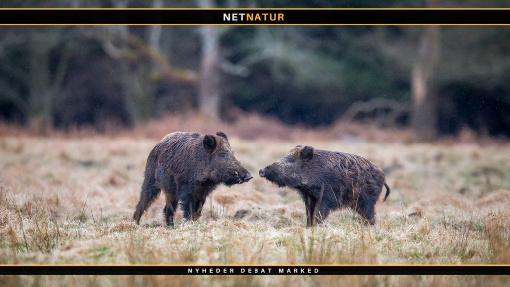 Svinehegn spreder sig i Europa