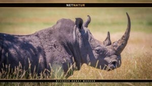 Handelsforbud med horn fra næsehorn fastholdes