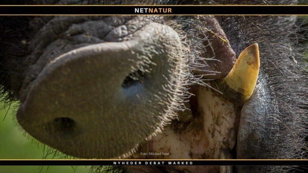 Vildsvin dræber langt flere hunde end ulve gør Flere vildsvinet smittet med afrikansk svinepest