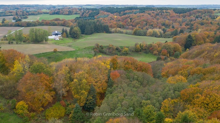 Kronik: Træer kan skabe balance i CO2 regnskab