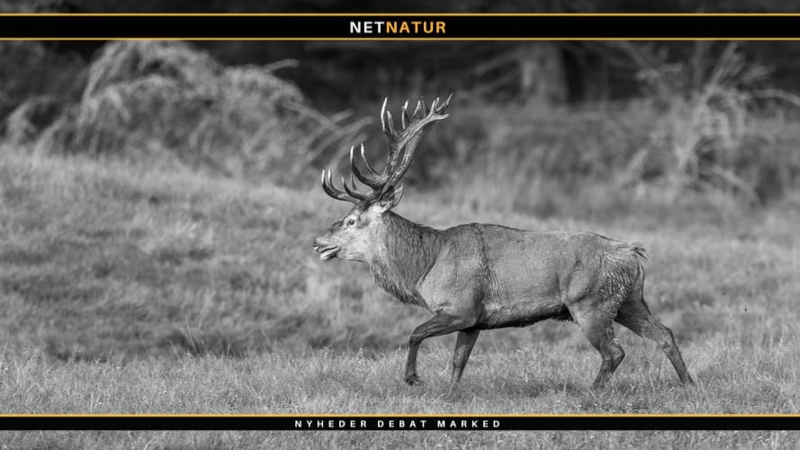 Svenske jægerforbund øger i antal