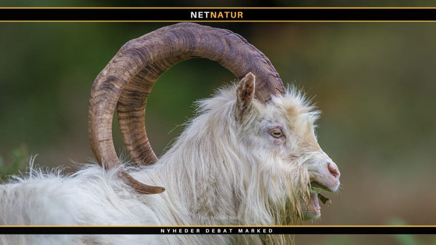 Nedlagt vildt omtalt som medaljer har sat sindene i kog