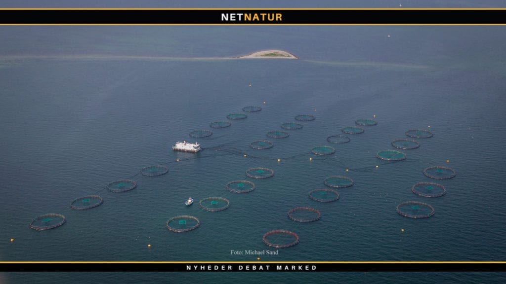 Uorden i flere havbrugs placeringstilladelser Uorden i flere havbrugs placeringstilladelser