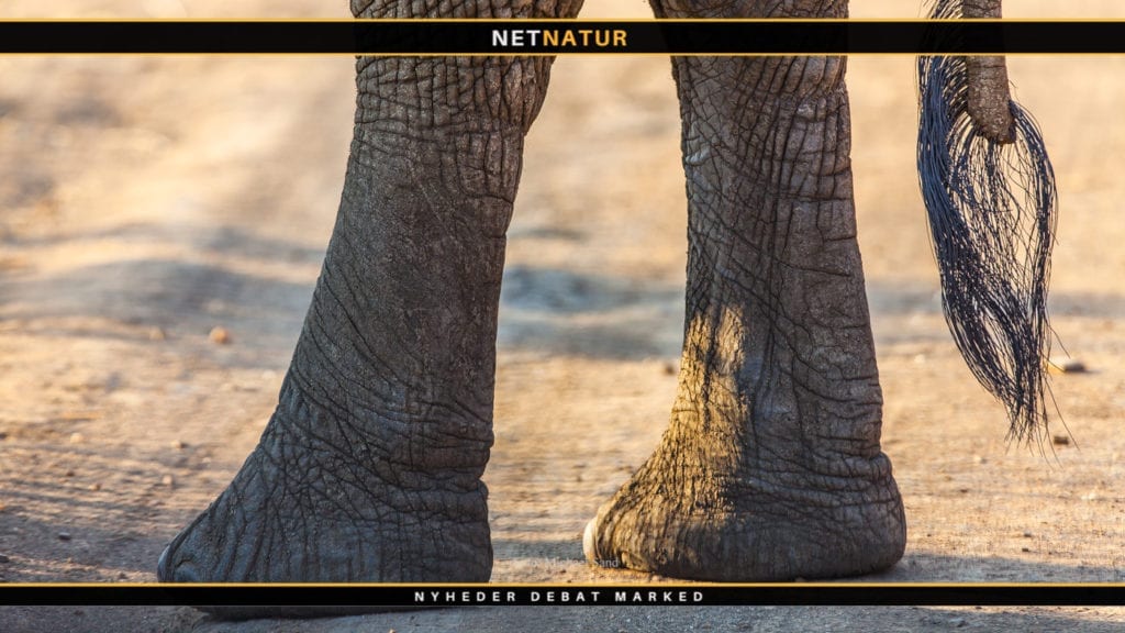 Uganda ønsker at reducere bestanden af elefanter