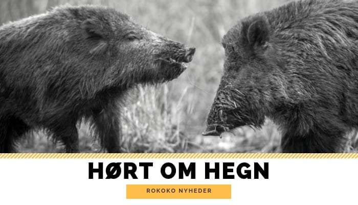 Miljø- og fødevareminiseren taler ud om hegnet