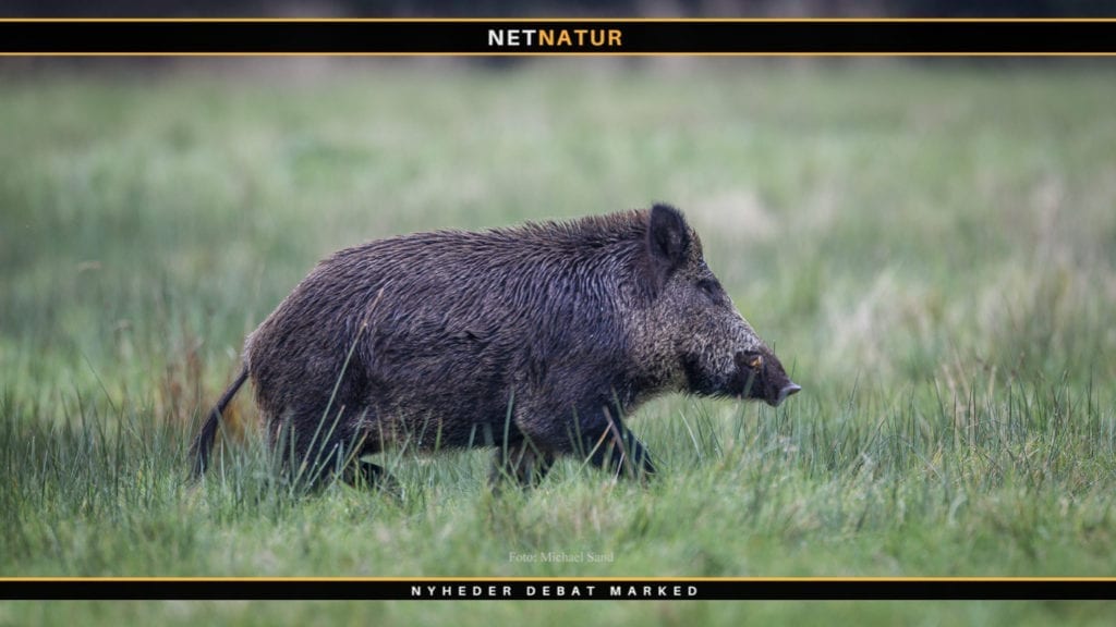 Nye vildsvine-sikre skraldespande i Sønderjylland Nye vildsvine-sikre skraldespande i Sønderjylland