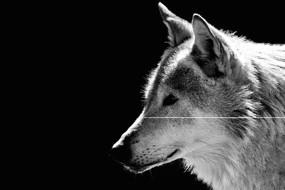 To nye ulve i Danmark