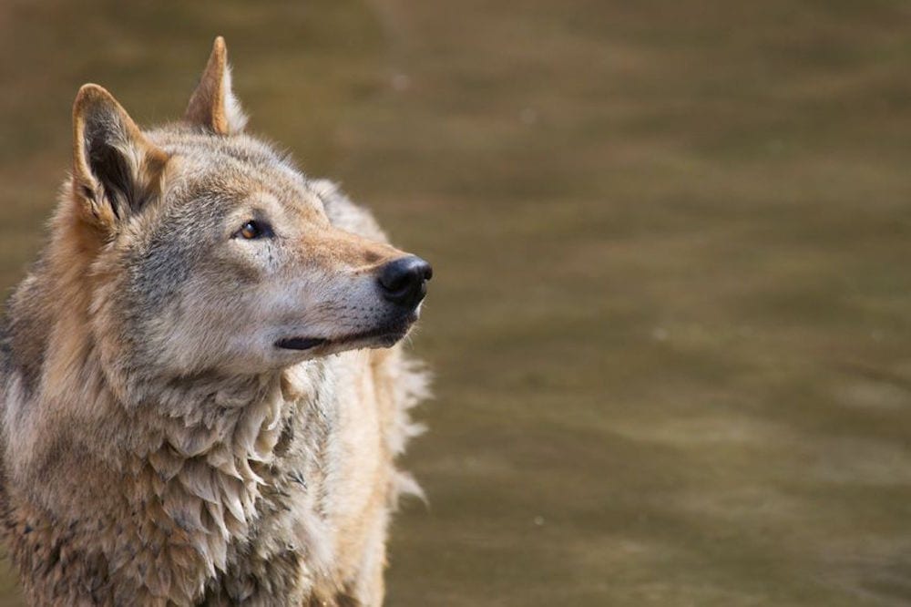 Mindst ti ulve i Danmark i andet halvår 2019 Mindst ti ulve i Danmark i andet halvår 2019