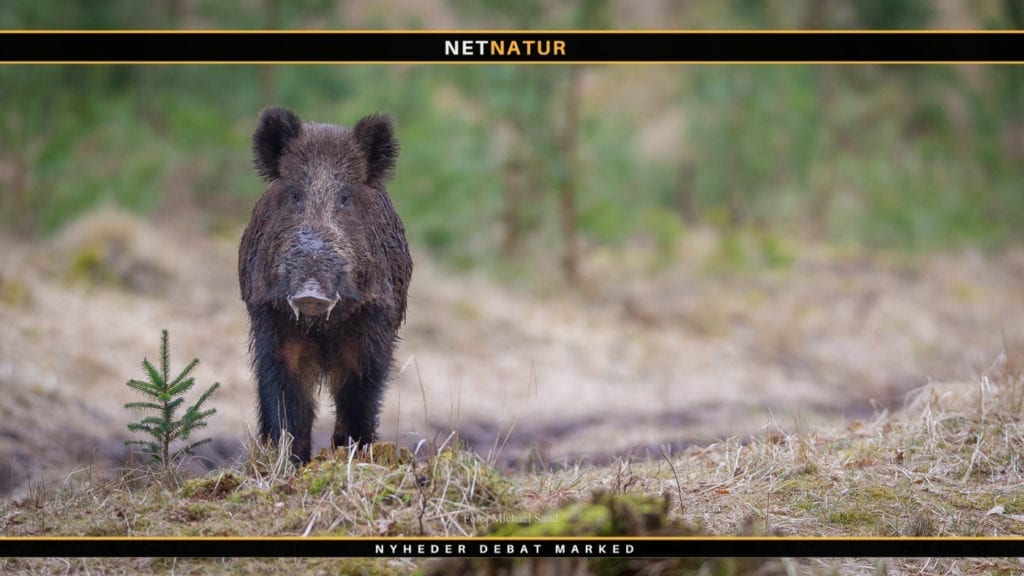 Superhegn langs grænsen blev droppet