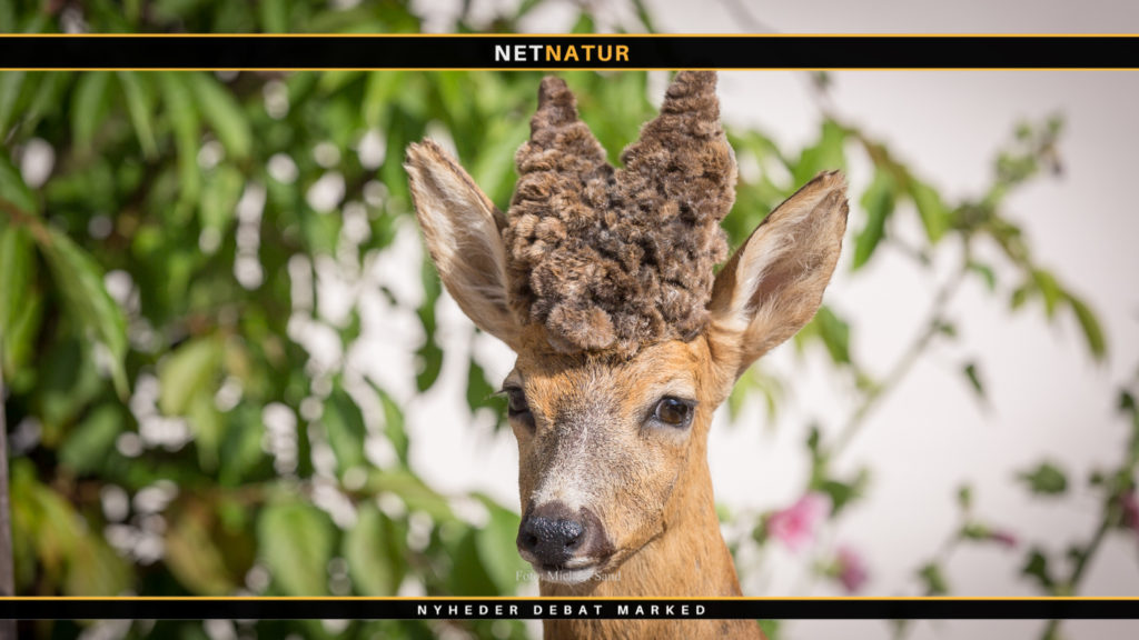 Parykbuk bedre end guld