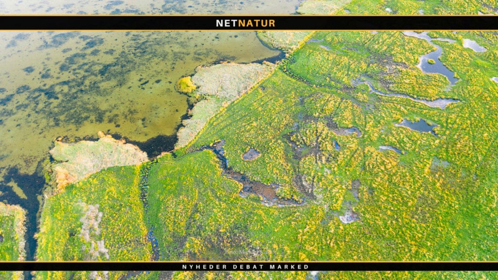 Rapport anbefaler flere marker med græs og pil