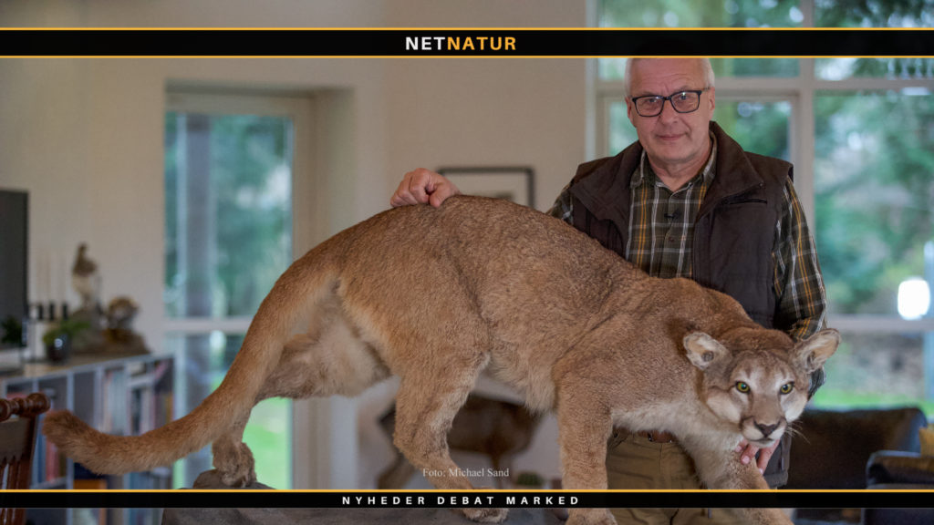 Dramatisk jagt på nordamerikansk bjergløve