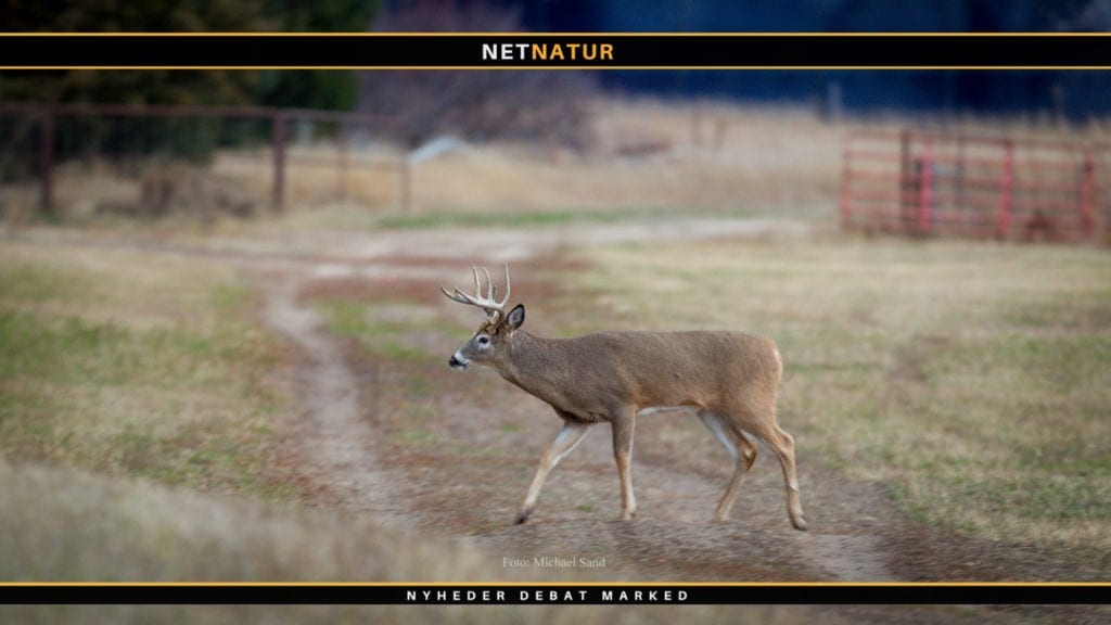 Buejagt efter smuk Whitetail i Wisconsin