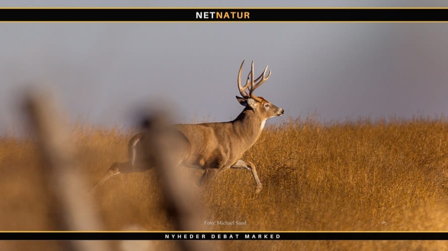 Indsigt i gevirudvikling kan måske hjælpe til behandling af knoglesygdomme hos mennesker