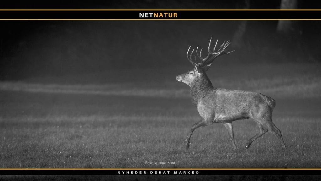 Naturstyrelsen Thy: Skyd ikke ældre hjorte