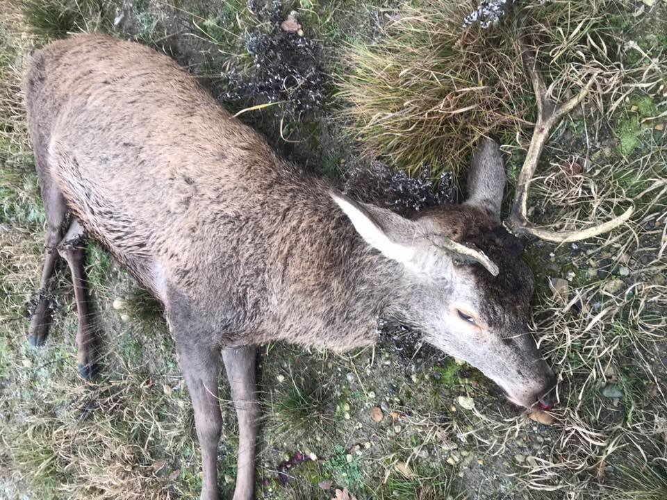 Flugtbilist fra en vildtulykke med to krondyr Flugtbilist fra en vildtulykke med to krondyr