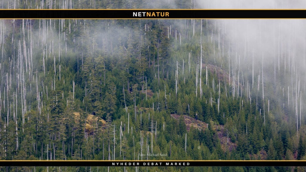 Højdepunkter fra jagt på amerikanske elgtyre