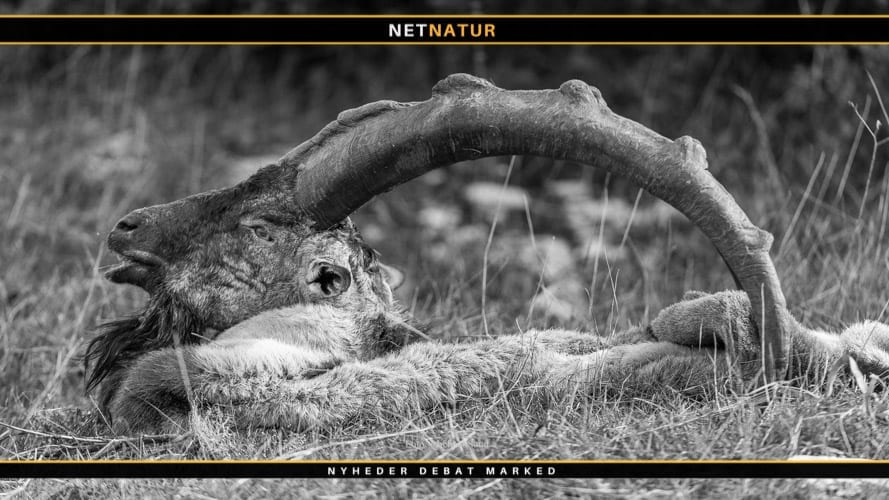 Bezoar ibex i andet forsøg