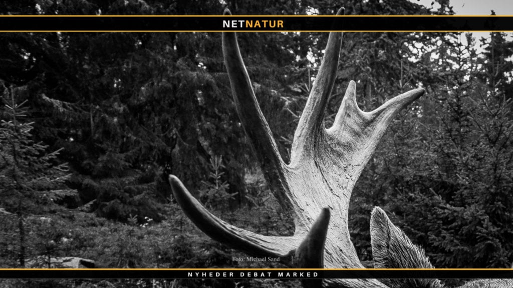 Elgbestand skal måske halveres