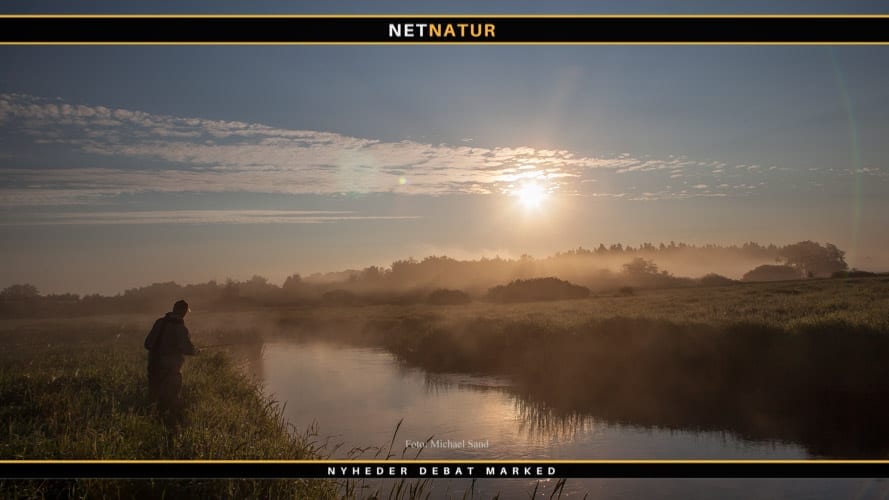 Ny invasiv art fundet i Danmark Hvor mange laks er der i Storå?