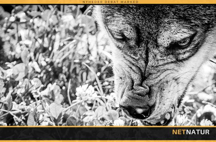 Mand bidt af ulvelignende dyr Mand bidt af ulvelignende dyr