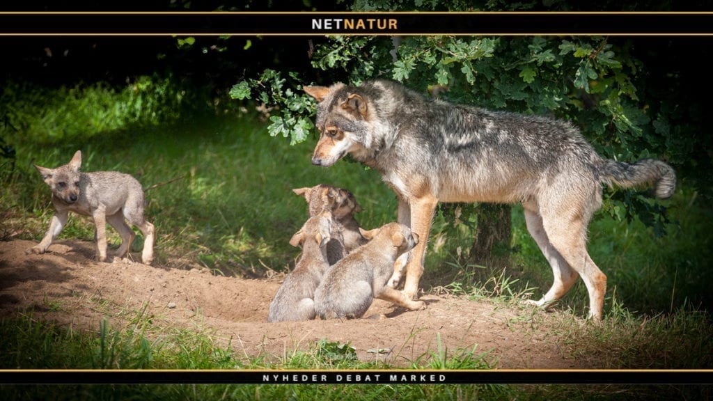 Ny danskfødt ulv er vandret til Tyskland