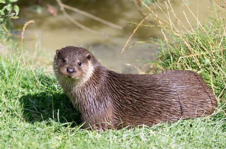 Jysk odderbestand skal redde odderne på Sjælland