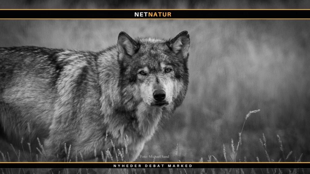 Ulv set på Danmarks nordligste punkt