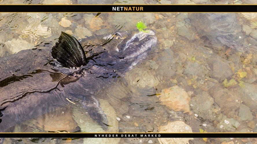 Laks og fluefiskeri i krystalklare vandløb