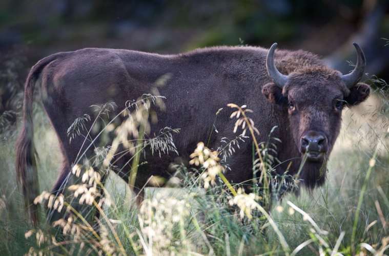 Mere plads til Bornholms bisoner Mere plads til Bornholms bisoner