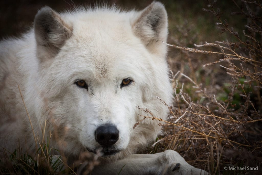 Grønland har egen bestand af polarulve Grønland har egen bestand af polarulve