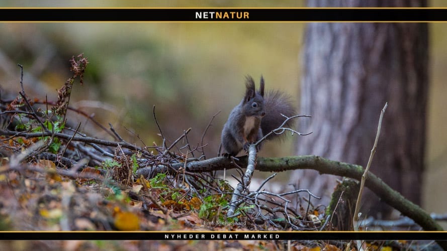 Langeland er sidste bastion for det sorte egern i Danmark