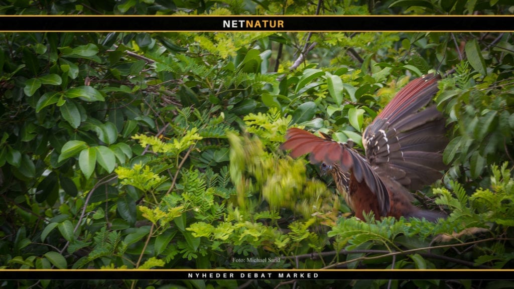 Verdens skove angriber dansk import af soja