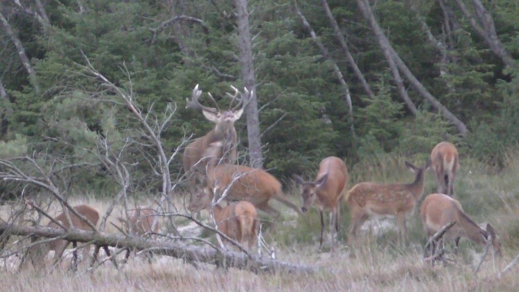 Endnu 18 Hjardemål Klit hjorte optaget i Bennetsens Hall of Fame Endnu 18 Hjardemål Klit hjorte optaget i Bennetsens Hall of Fame